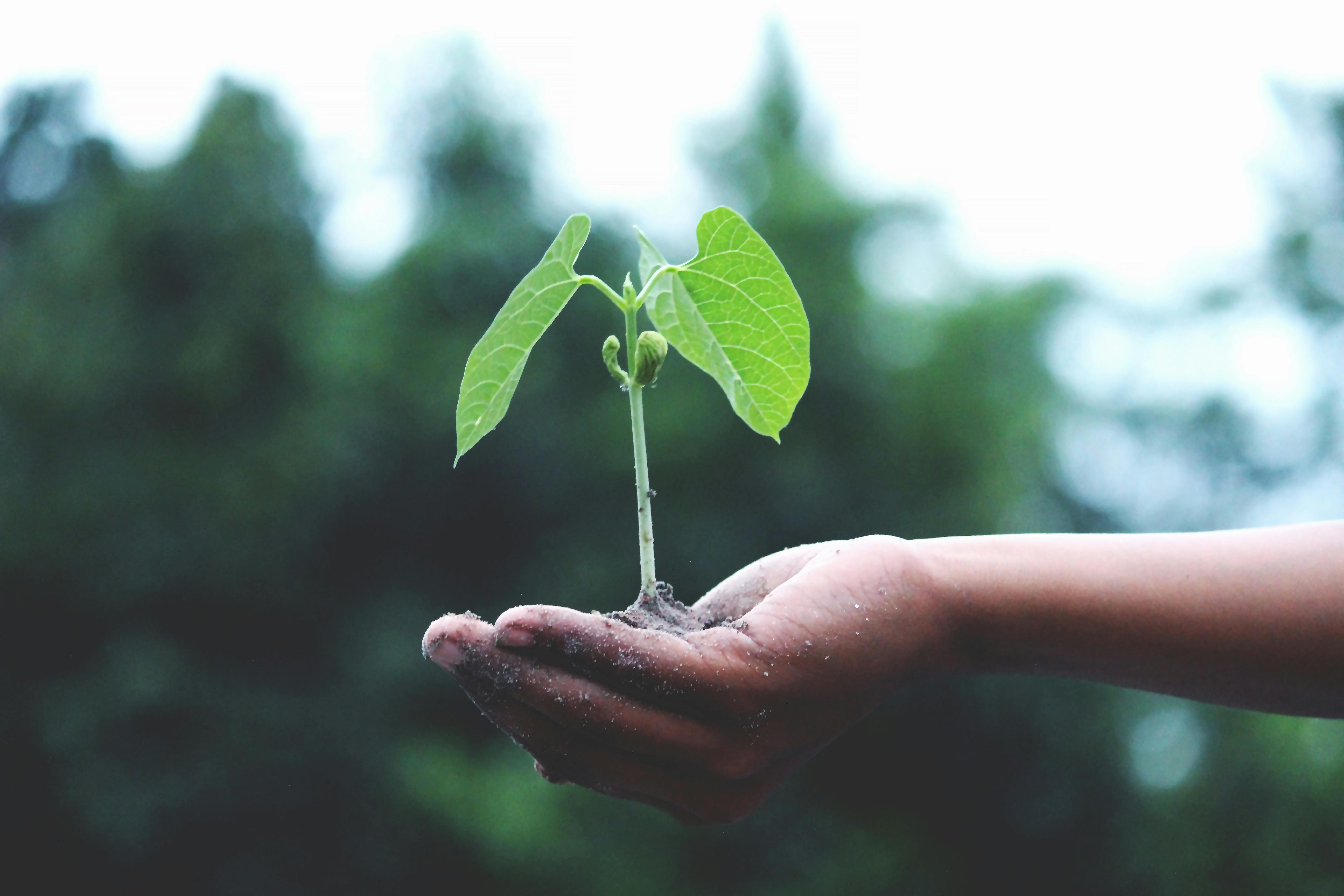 a child's hand holding a sprouting plant